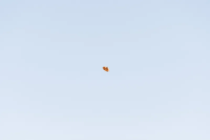 Oak leaf, Rothamstead. 2023.